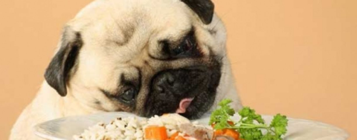 04_28_vegan03-480x268-1