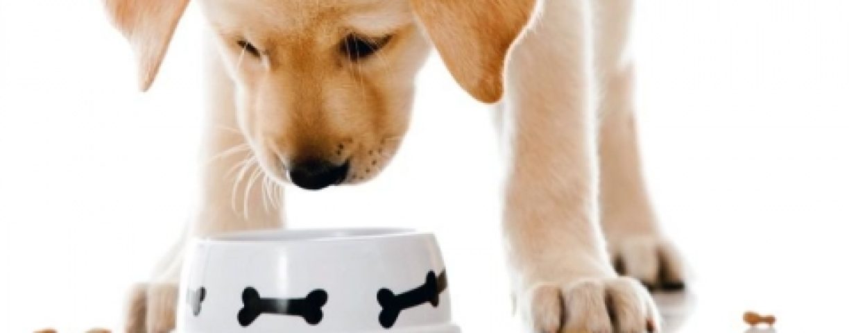 Alimentazione-del-cane-tutto-quello-che-serve-sapere-3-800x400-800x400-480x240-1