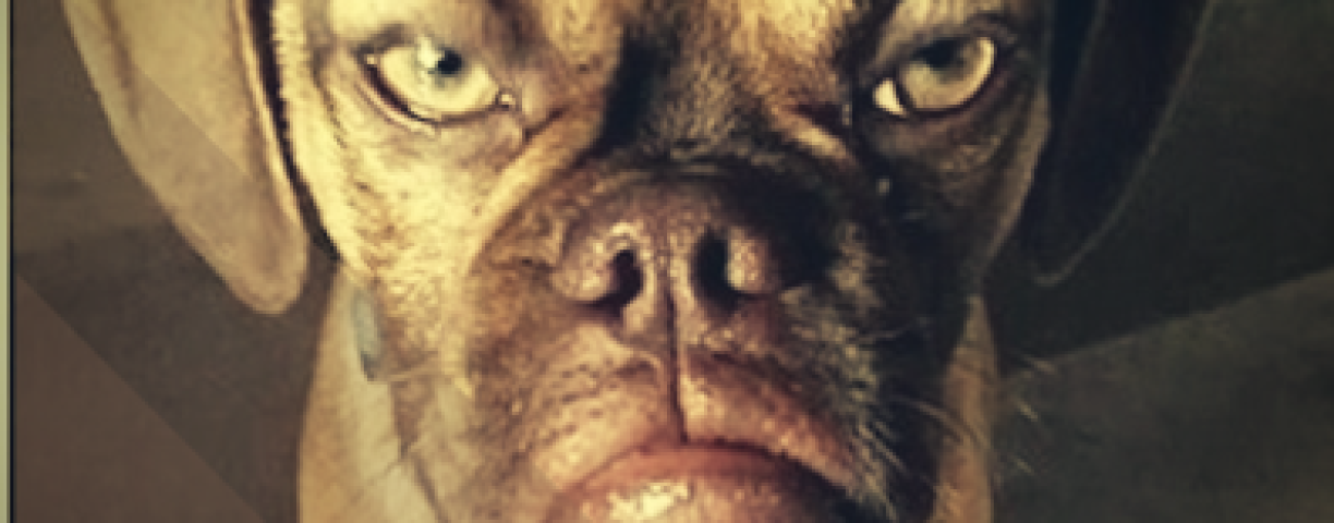 Dottrdog1-396x396-1