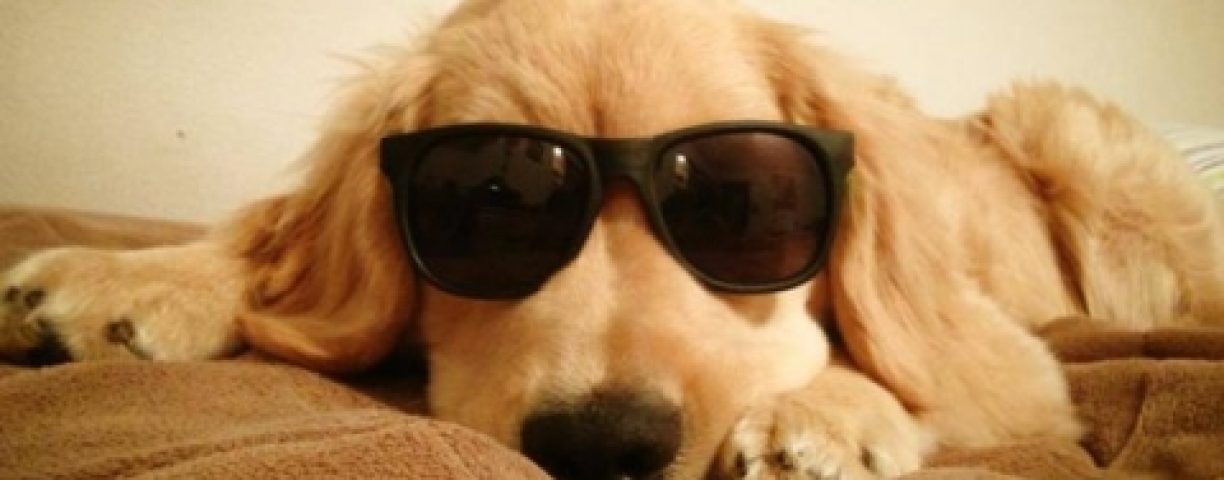 ray-charles-cane-cieco-fb-480x360-1